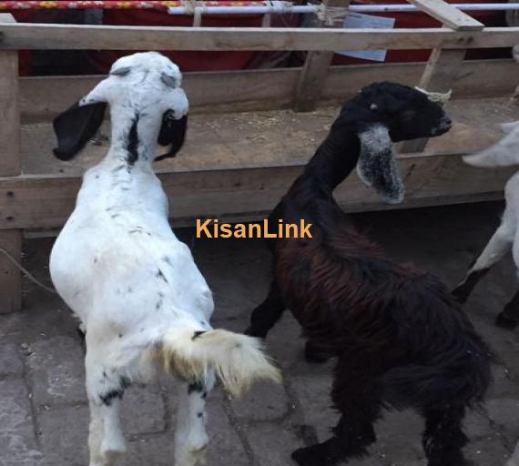 Goats for sale