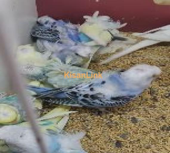 parrots for sale