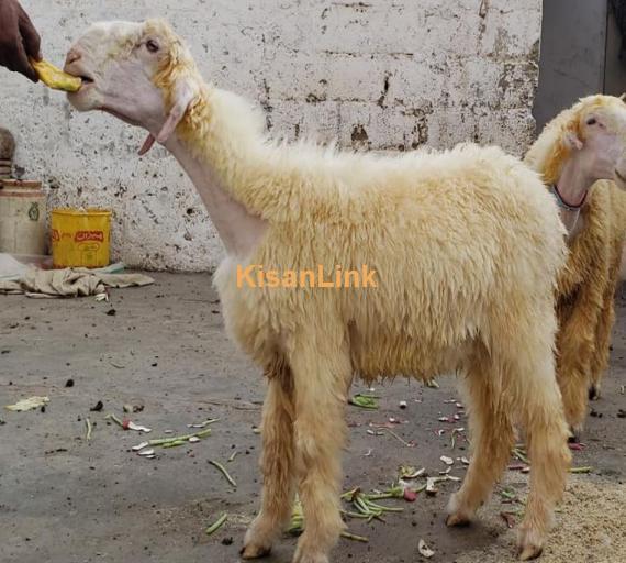 Mundra Jori Male and female