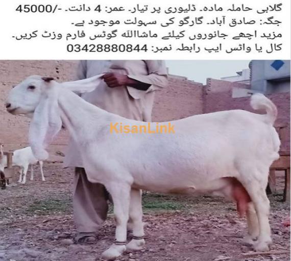 Gulabi Hamila madah for sale