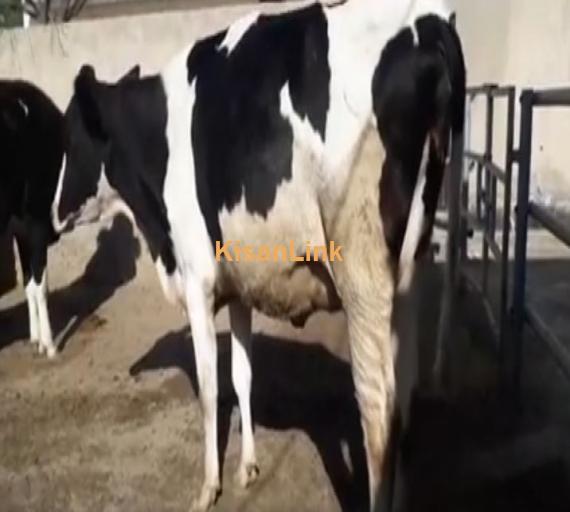 Cow for sale