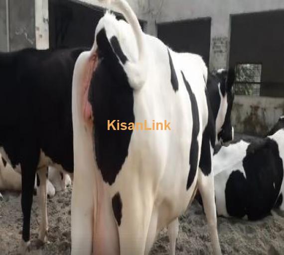 Cow for sale