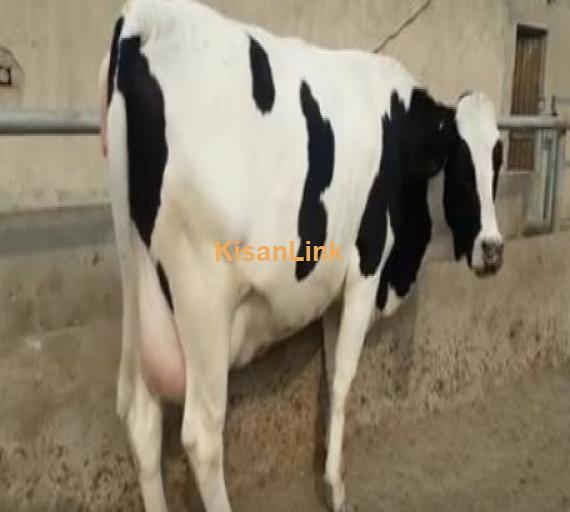 Cow for sale