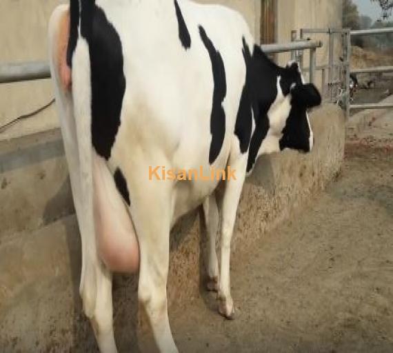 Cow for sale