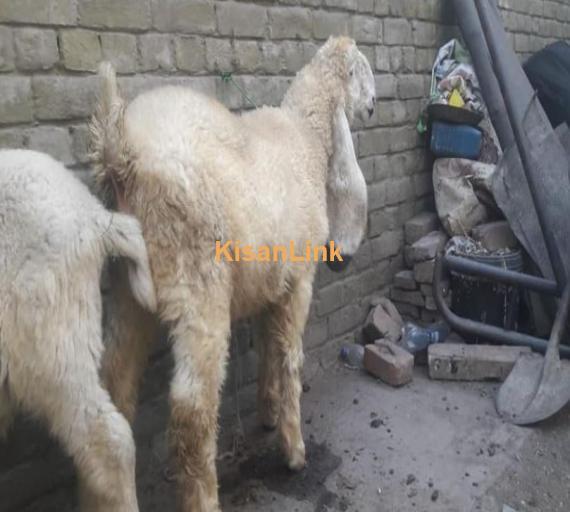 کجلا for sale