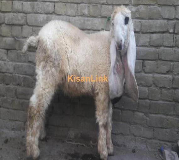 کجلا for sale