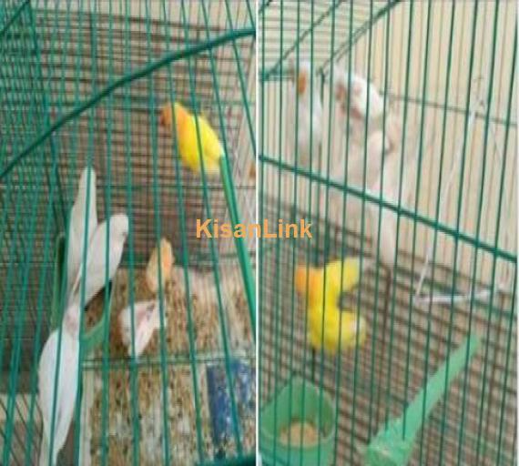 parrots for sale