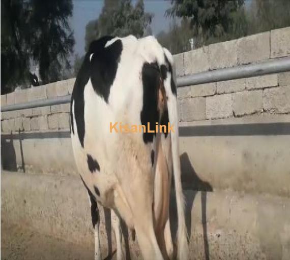 Cow for sale