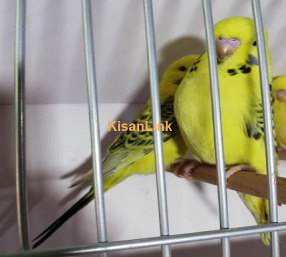 Exi Tcb Lemon Good Quality Dark Marking Self Chicks for sale