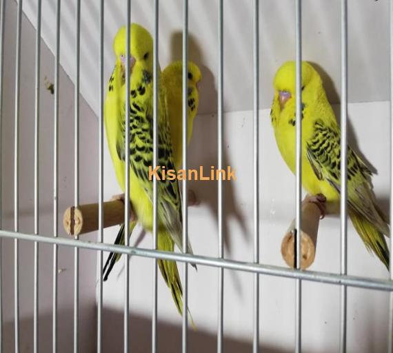 Exi Tcb Lemon Good Quality Dark Marking Self Chicks for sale