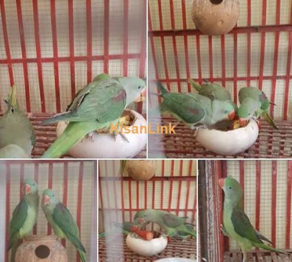 Raw parrots for sale