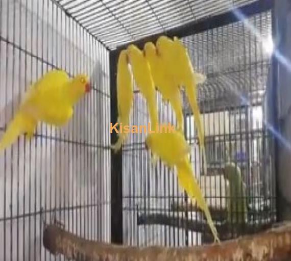 Holland Banded Adult Females Available for sale