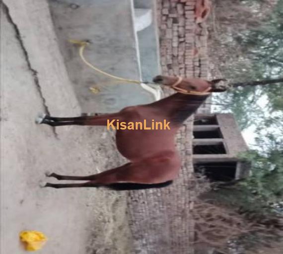 Wachehri horse for sale