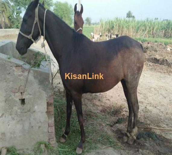 Wachehri horse for sale