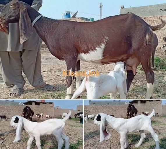 مونی مادہ ساتھ 1 نر بچہ۔ تیسرا سوا