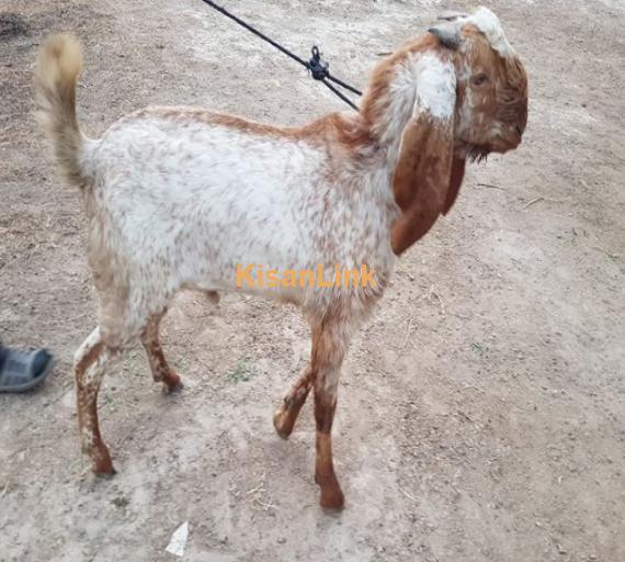 Makhi cheena breed Age 9 month for sale