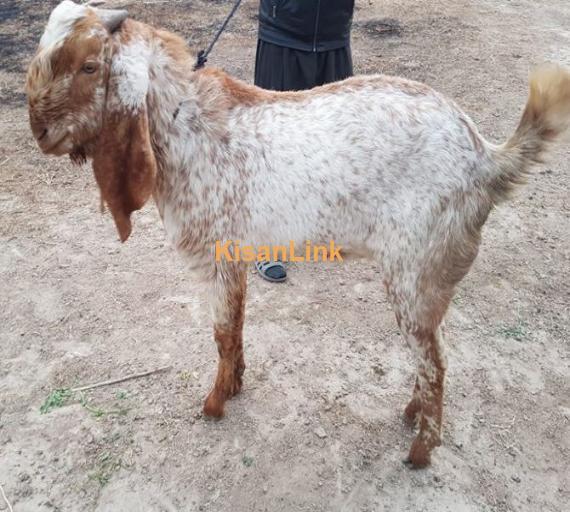 Makhi cheena breed Age 9 month for sale