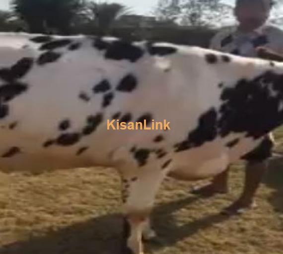 cow for sale