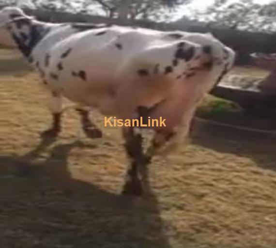 cow for sale