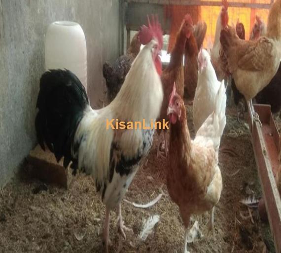 Home based setup of hens for sale