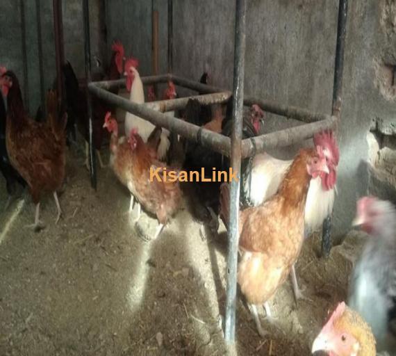 Home based setup of hens for sale