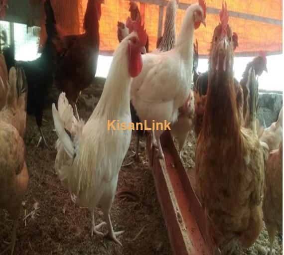 Home based setup of hens for sale