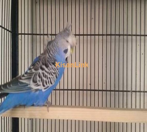 Undersize Frillback INFERTILE Male For sale