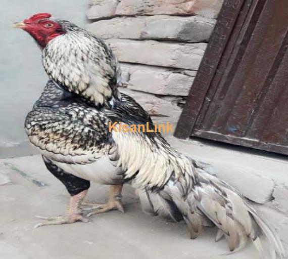 aseel for sale