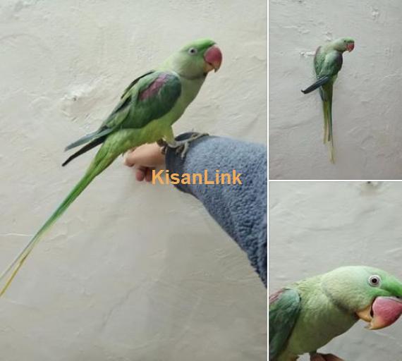 Kashmiri Raw male for sale