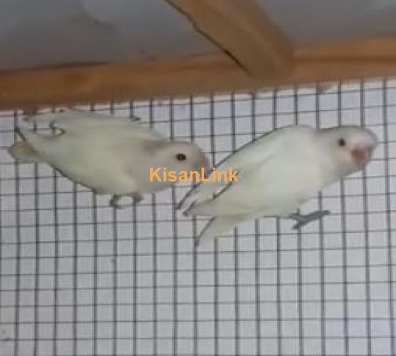 common lutinio parsanata breeder pair for sale
