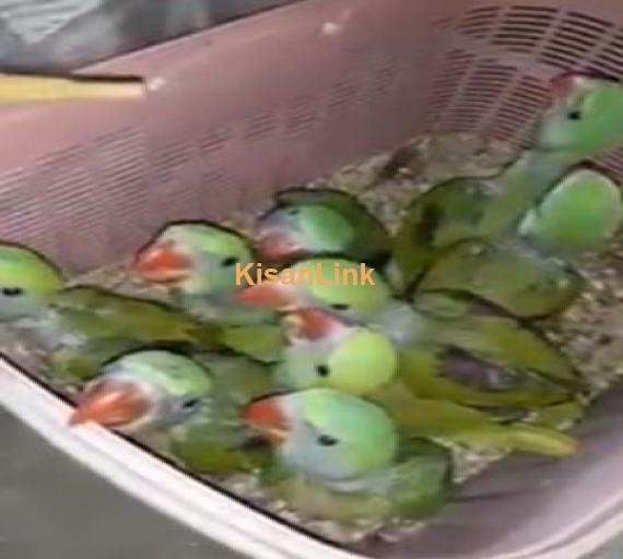 Raw chicks available for sale