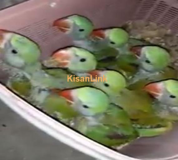 Raw chicks available for sale