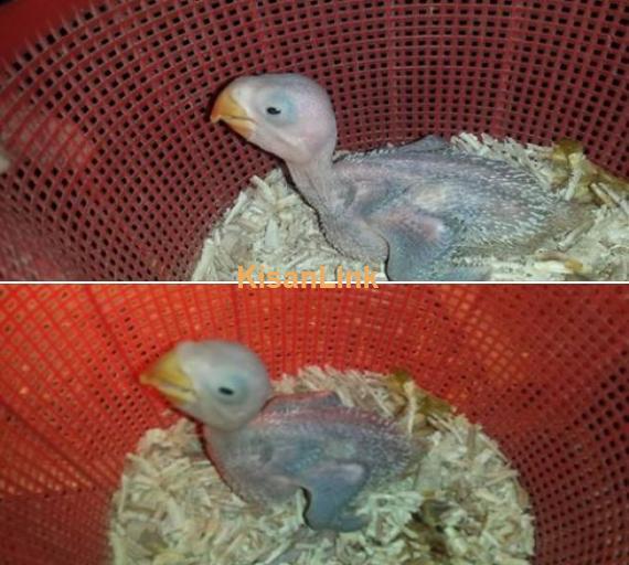 1 Raw chick for sale