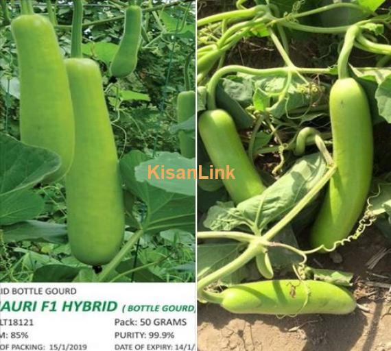 Variety : GHAURI F1 HYBRID ( LONG BOTTLEGOURD )