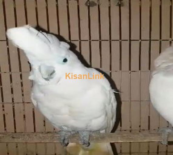 Ducorp Cockatoo for sale