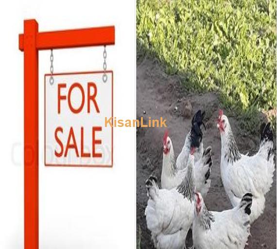 Lite sussex chix for sale.