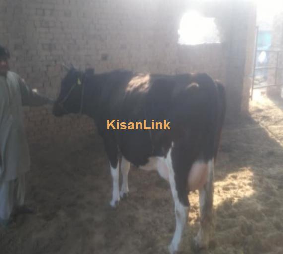 Cow for sale