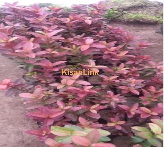 Kohati Amroud plants for sale