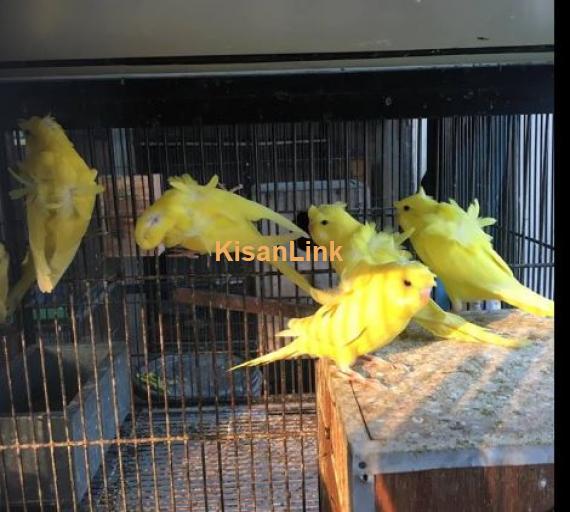 Df luteno for sale