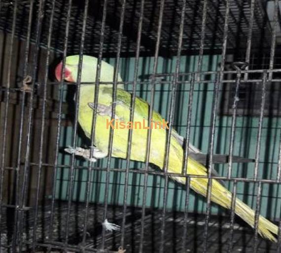 Kashmire raw talking beutyfull female 4 sale