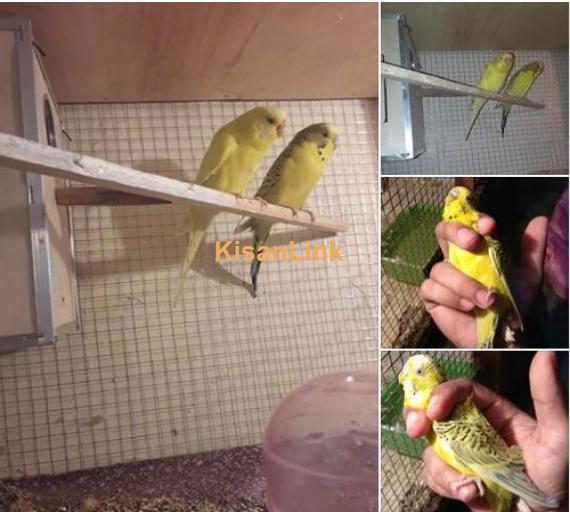 TCB lemon male (king sized, split of crest) and red eyes female (split of crest) breeder pair.