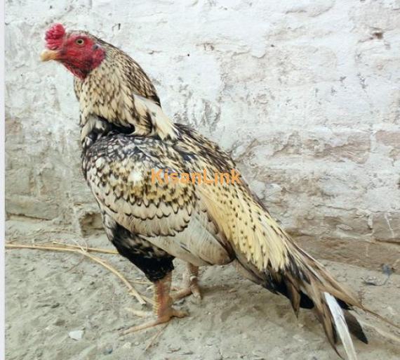 Breeder Aseel for sale