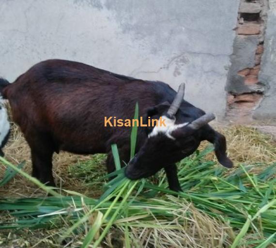 خوبصورت دوغلی بکری ،ساتھ 4 مہینے کا پانڈا بکرا