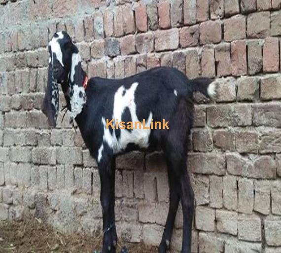 ماشاللہ خوبصورت کالی ڈبی بیتل پٹھ براۓ فروخت