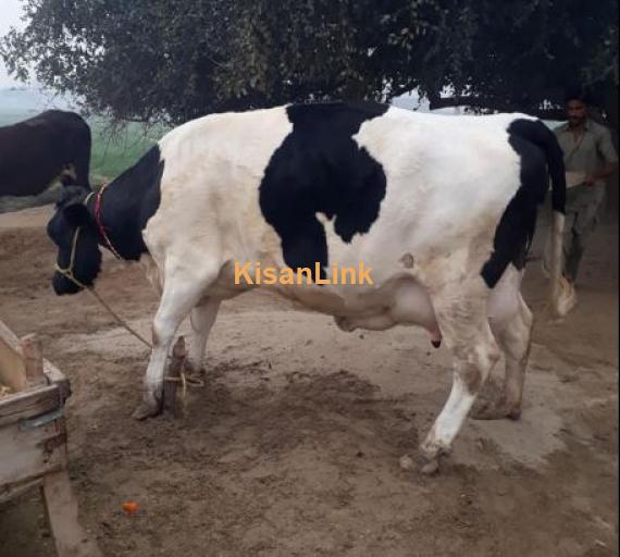 cow for sale