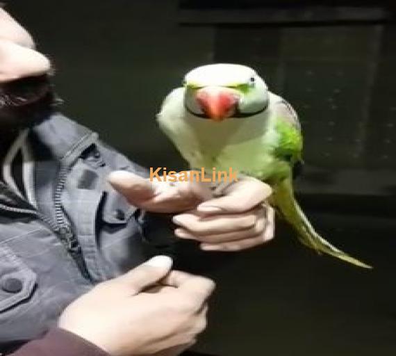 Raw hand tame