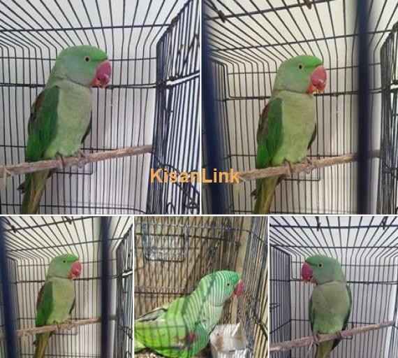for sale