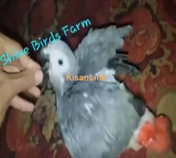 African cango grey parrot baby for sale