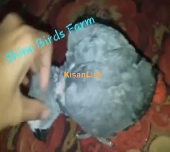 African cango grey parrot baby for sale