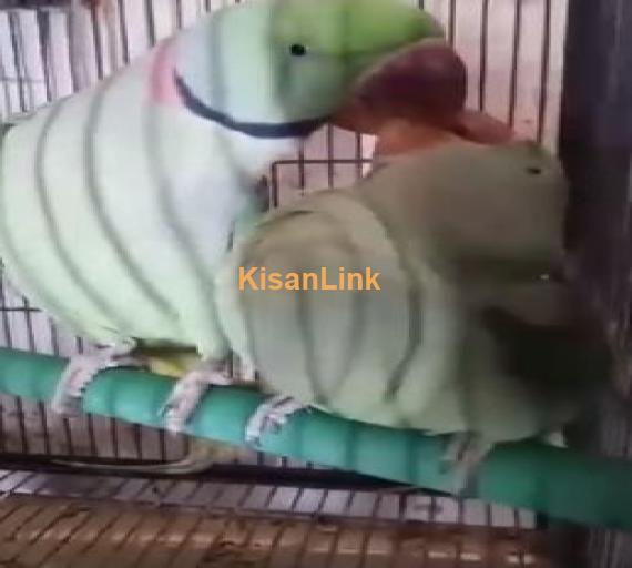Raw Parrots for sale